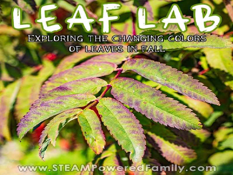 Leaf Lab Your Health
