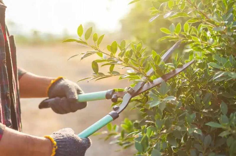Gardeners Blackburn