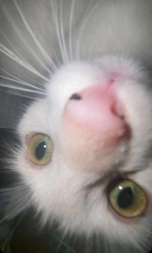  ⁺‧₊˚ ཐི⋆♱⋆ཋྀ ˚₊‧⁺ logo