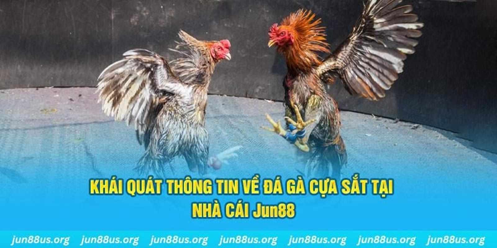 Cách Chọn Gà Đá Cựa Sắt Chất Lượng Cao