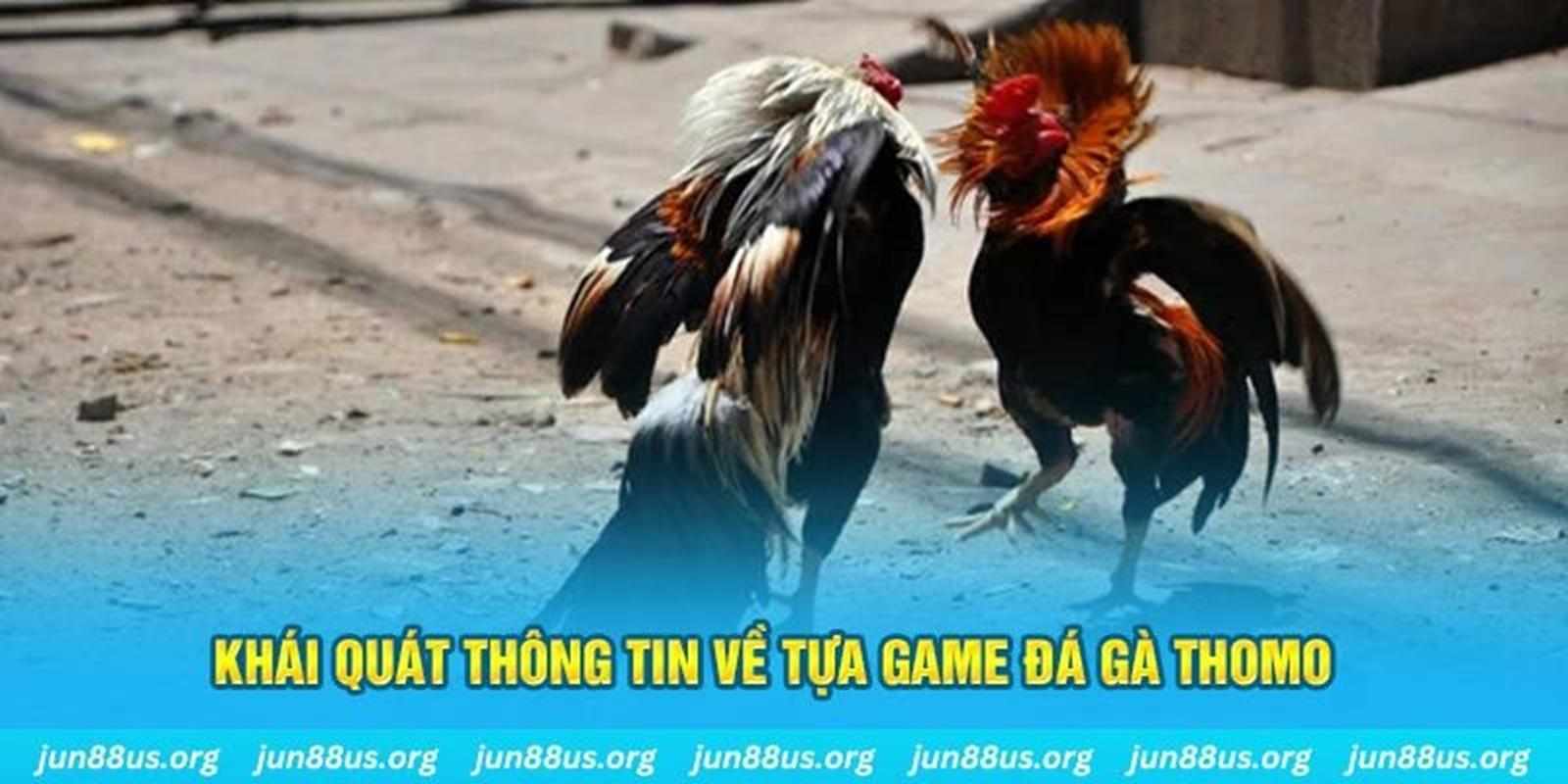 Cách Chọn Gà Đá Thomo Chuẩn Để Đảm Bảo Chiến Thắng