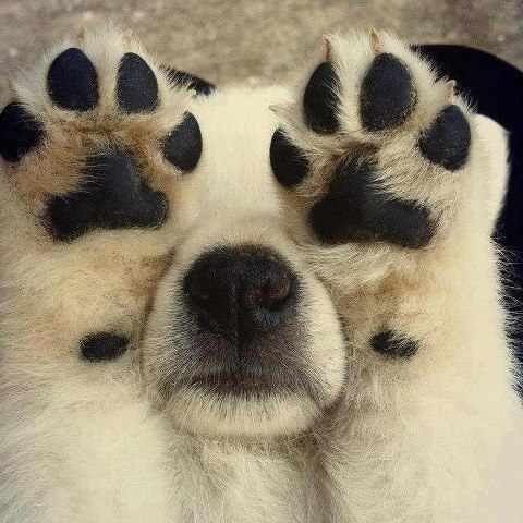 Gentle Grooming Care for Happy Paws