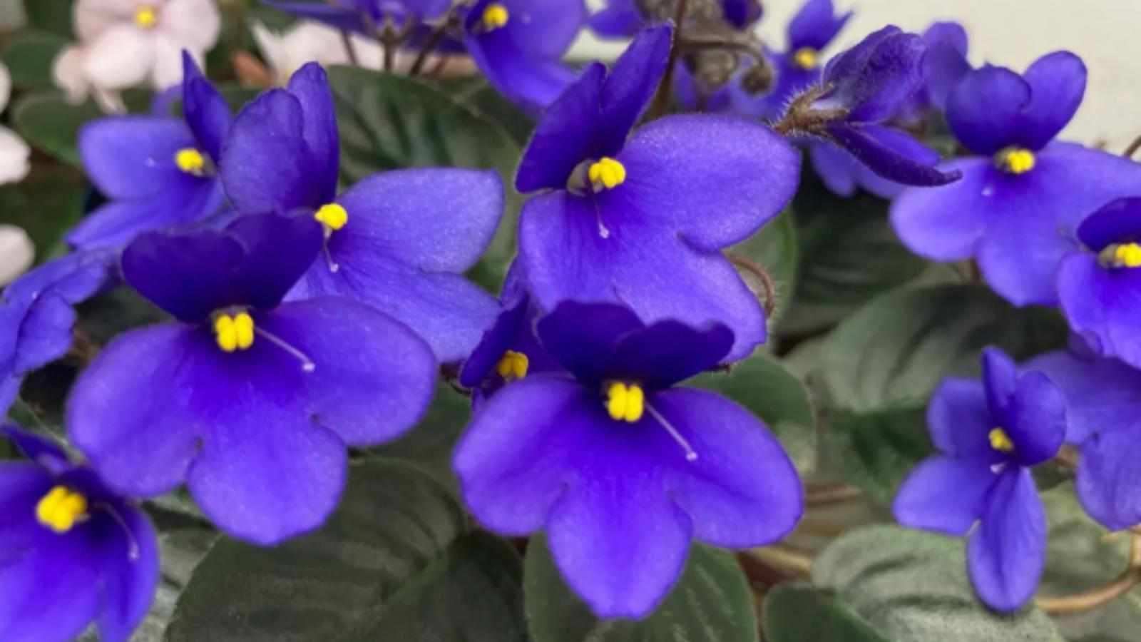 What is the Role of LED Light for African Violet Seeds Growth