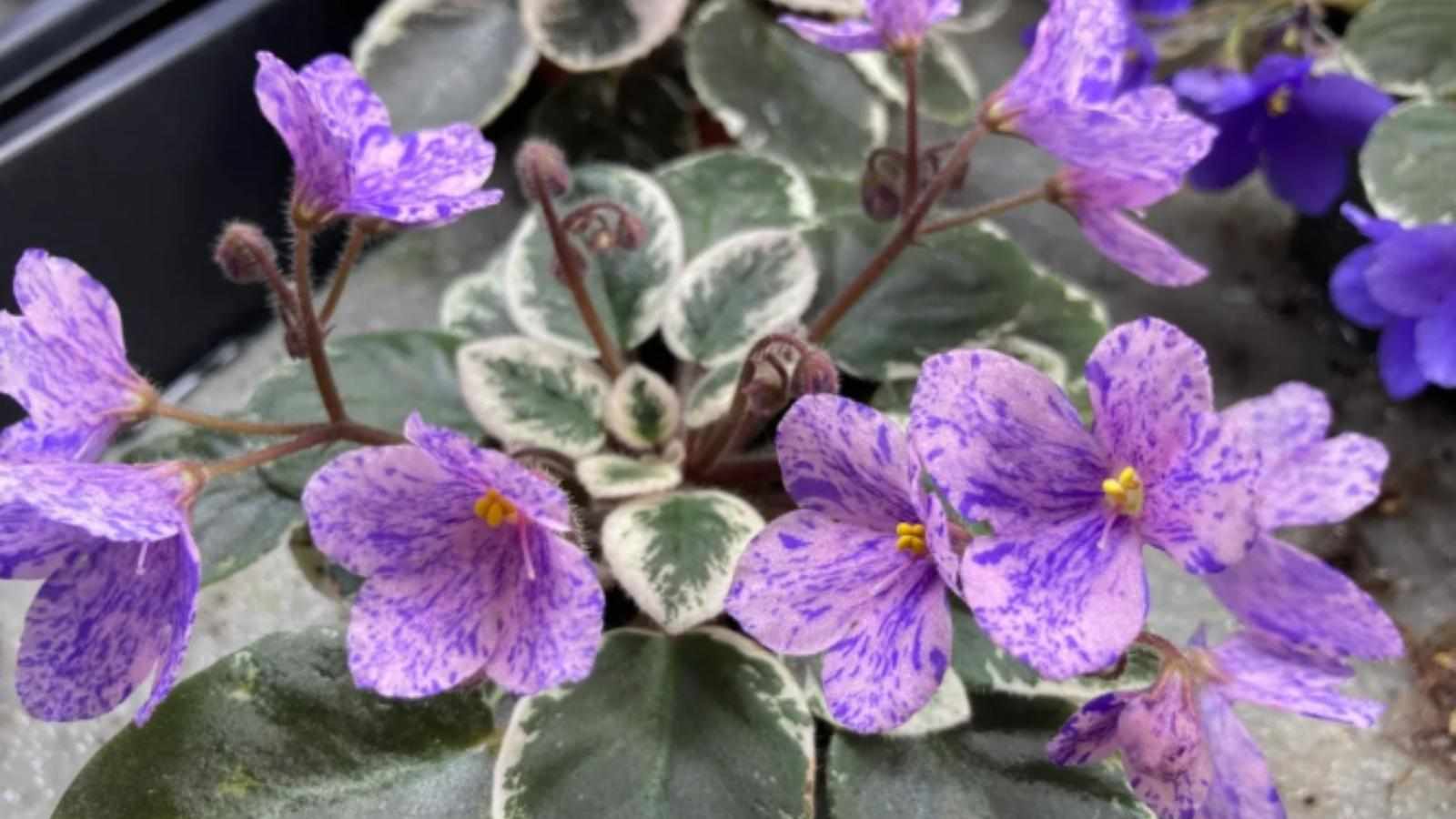 Are Nadeau African Violet Miniature Seeds Good for Beginners