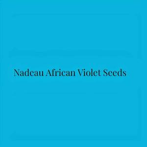 Nadeau African Violet Seeds