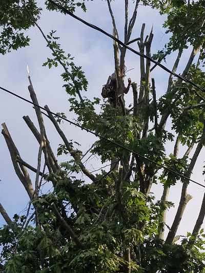 How Much Does Emergency Tree Removal Cost in Colchester, VT?