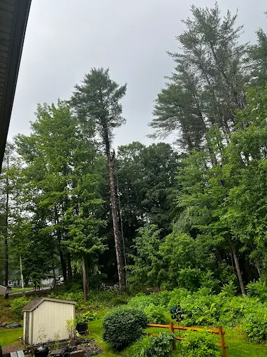 Storm-Damaged Maples Around Meadow Spur Trail Often Show Problems Months Later