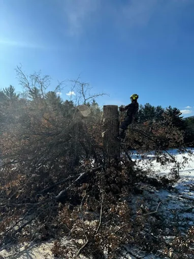 Why Do Some Trees Fall Without Warning Near Meadow Spur Trail?
