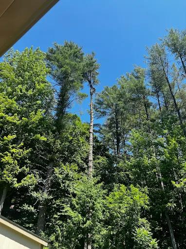 Crown Raising Versus Crown Thinning: Choosing the Right Trimming Approach for Light and Views in Burlington, VT