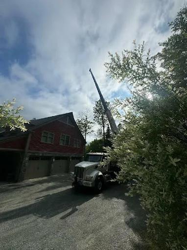 How Trees Heal After a Trimming Cut, Wound Closure Explained in Essex Junction, VT?
