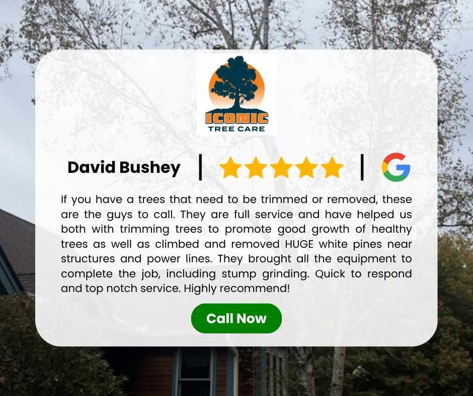 What's the Difference Between Tree Removal and Tree Trimming?
