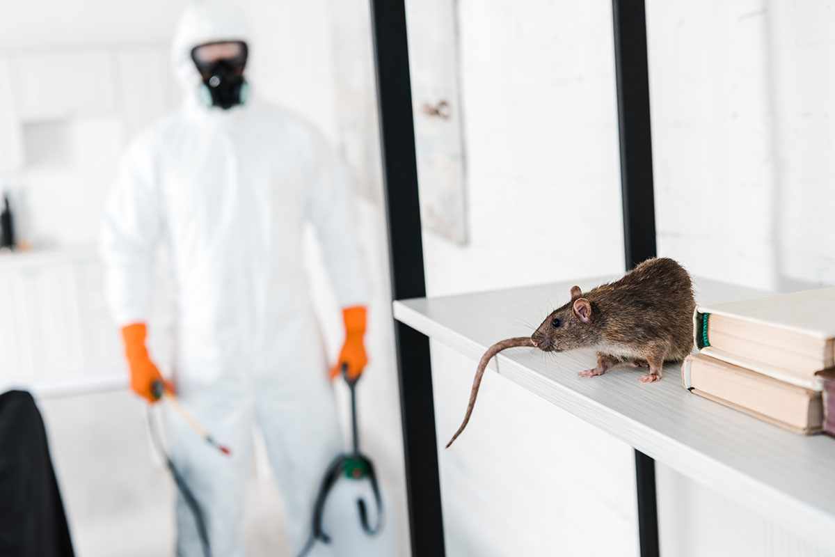 Rodents Control | Macarthur Pest Solution