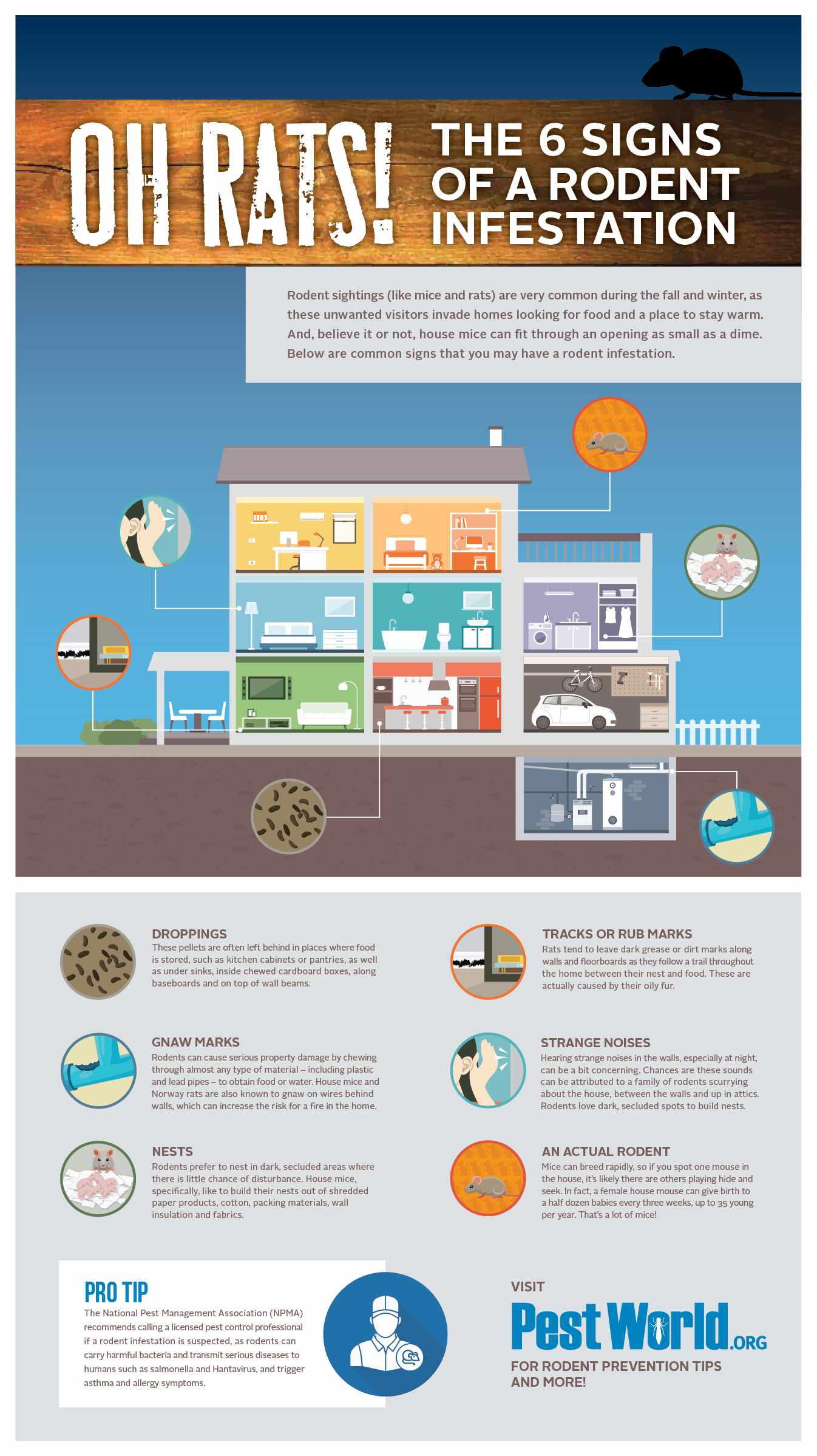 Rodent Signs - NPMA Infographics