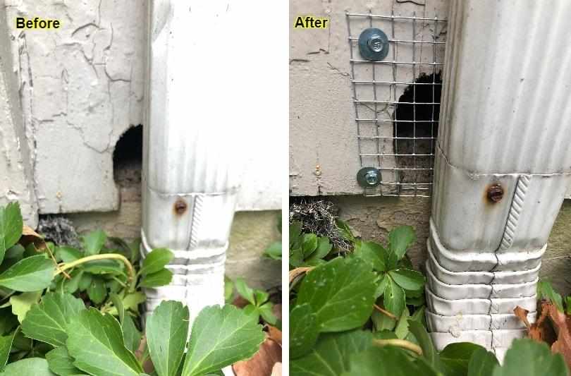 Rodent Control and Rodent Proofing in a Haworth Kitchen