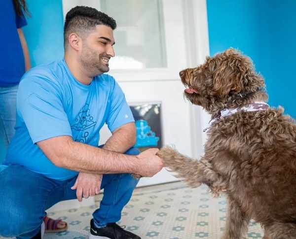 Finding the Top-Rated Dog Grooming Service in Dunedin