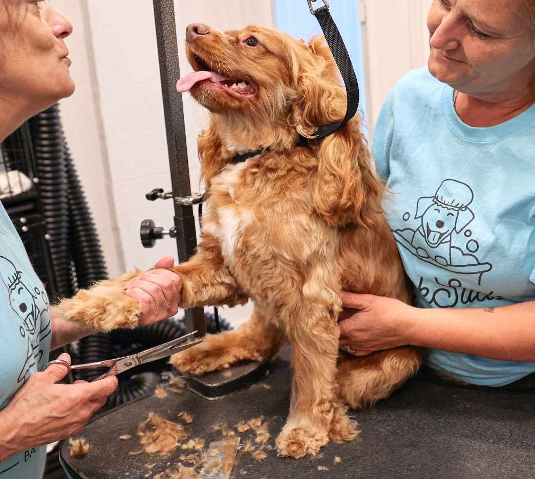Dog Nail Trimming Dunedin: What Every Local Dog Parent Should Know