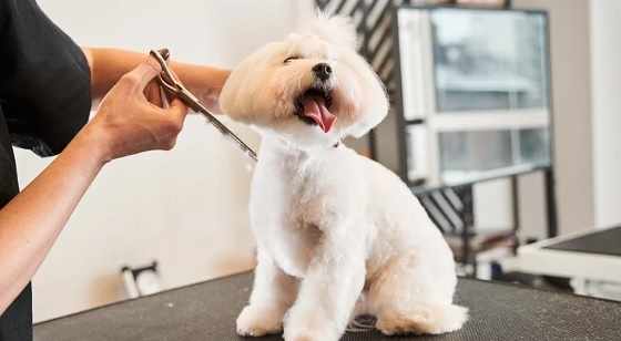 Local Pet Grooming Guide for Riverview Families