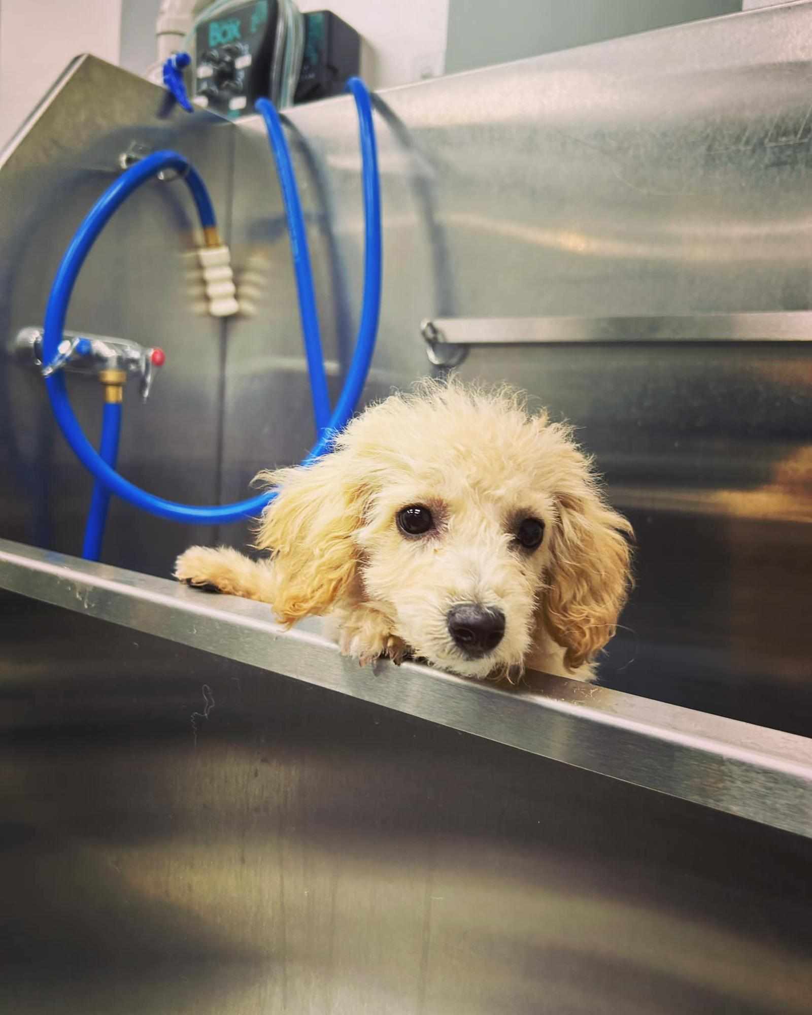 Healthy Dogs Start with Proper Grooming