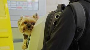 KLM Airlines Student Discount 2025 | Save Big with KLM Student Fares