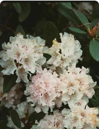 REGRET BLOOMS AFTER HER RUIN