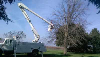 How Much Does Tree Removal Cost in Monticello, IL?