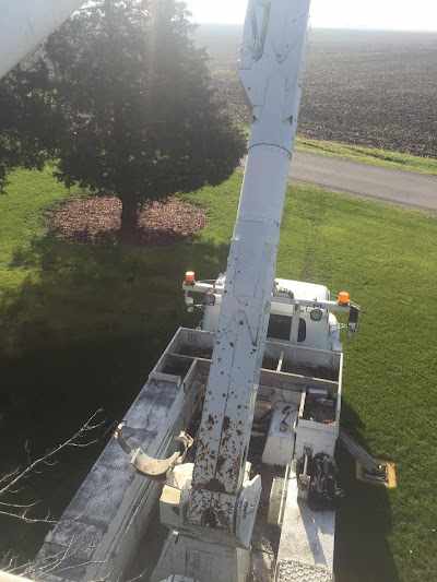 Is It Cheaper to Trim a Tree or Cut It Down in Monticello, IL?