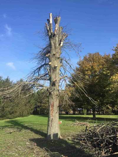 What Is the Best Time of Year to Trim Trees in Savoy, IL?