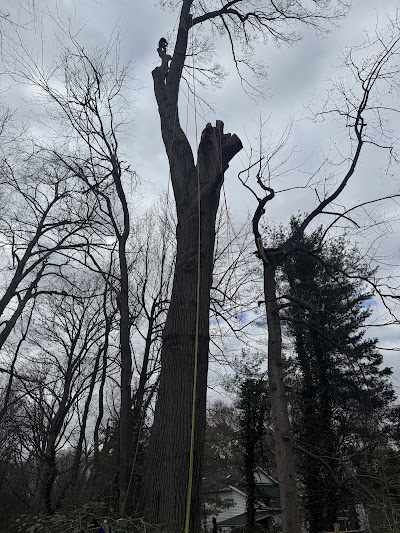 How Much Does Tree Trimming Cost in Lake Ridge, VA?