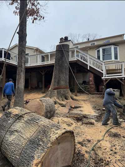 Can You Negotiate Tree Removal in Montclair, VA?