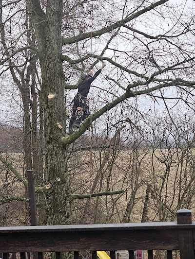 How Much Does Tree Trimming Cost in Plum, PA?