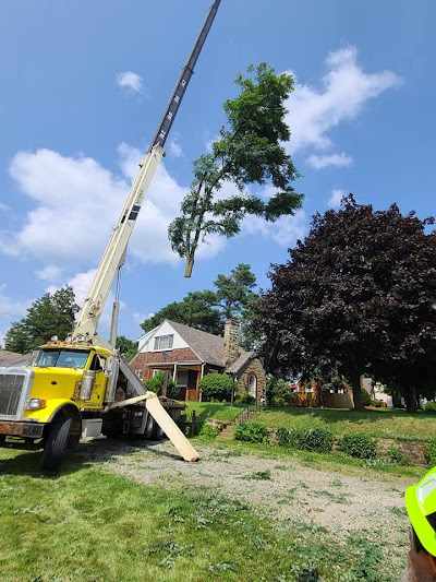 Can Seniors Get Free Tree Cutting Service in Plum, PA?