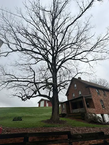 What Community Landmarks Teach Us About Long-Term Tree Care?