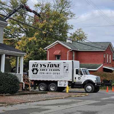 Why is Tree Removal So Expensive in Pittsburgh, PA?