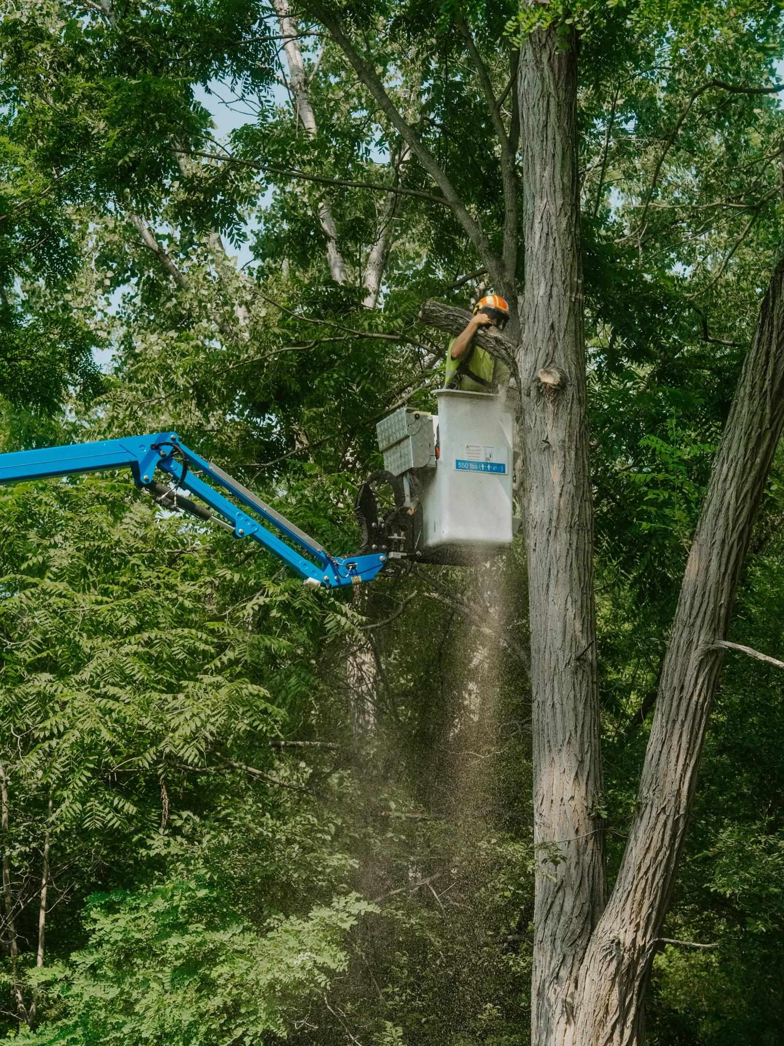 Tree Service in Ambridge, PA