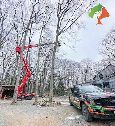 How Much Does Emergency Tree Removal Cost in Franklin, NH?