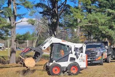 Why Is Tree Removal So Expensive in Franklin, NH?
