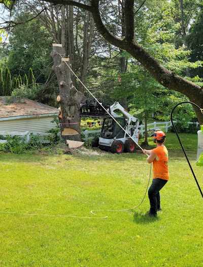 How to Reduce the Cost of Tree Removal in Laconia, NH?