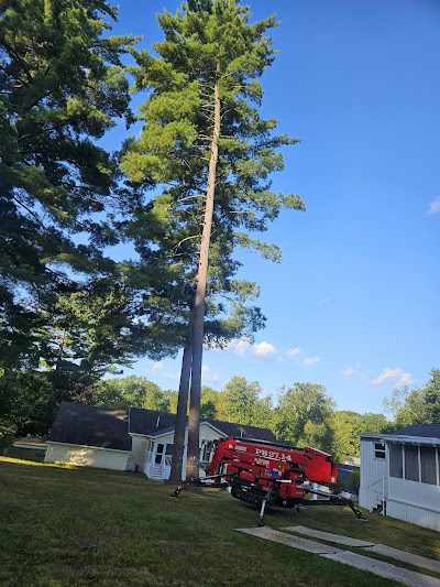 What is the Cheapest Time of Year for Tree Removal in Concord, NH?