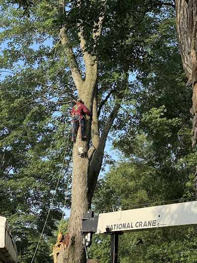 How Much Does Emergency Tree Removal Cost in Pleasure Ridge Park, Louisville?