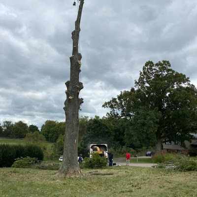 How to Reduce the Cost of Tree Removal in St. Matthews, KY?