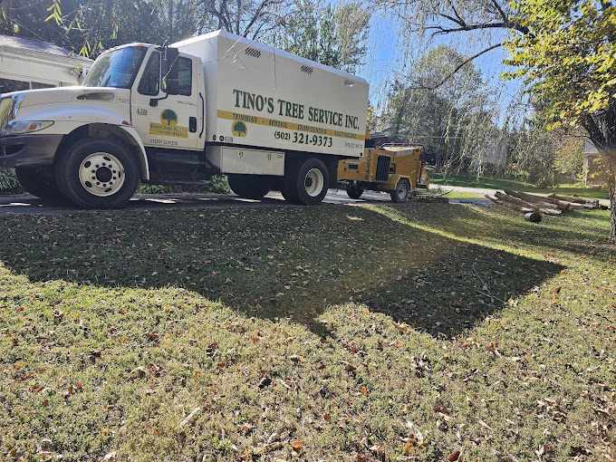 What is the Cheapest Time of Year for Tree Removal in Louisville, KY?