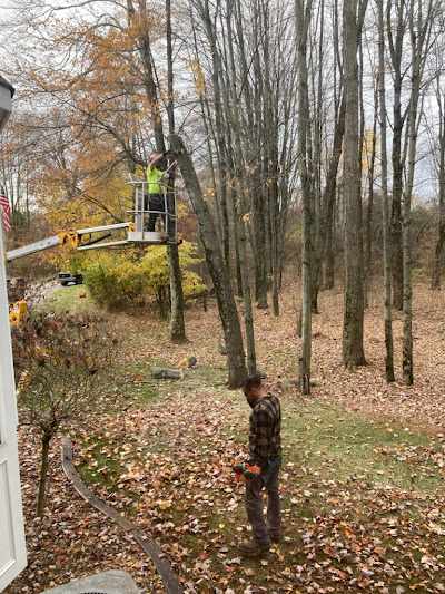 How Much Does Emergency Tree Removal Cost in Boardman, OH?