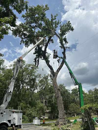 How Much Does Emergency Tree Removal Cost in Boardman, OH?