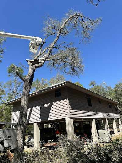 How to Reduce the Cost of Tree Removal in Clermont, FL?