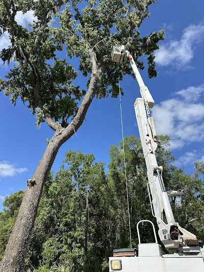 What is the cheapest time of year for tree removal in Brooksville, FL?