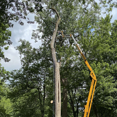 How to Reduce the Cost of Tree Removal in Tonawanda Town, NY?