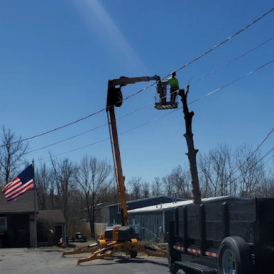 What is the Cheapest Time of Year for Tree Removal in North Tonawanda, NY?