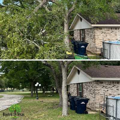 What Is the Difference Between Stump Grinding and Stump Removal in Jollyville, TX?