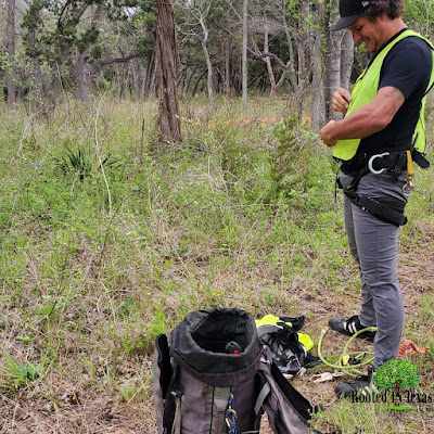 Is It Cheaper to Trim a Tree or Cut It Down in Jollyville, TX?