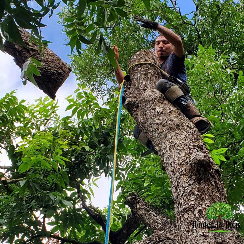 How to Reduce the Cost of Tree Service in Hutto, TX?